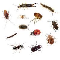 General Pest Control Services