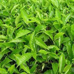 Organic Green Tea Leaf