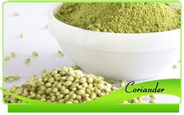 Coriander