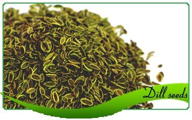 Dill Seeds - Perennial Hardy Herb, Premium Quality Feathery Leaves & Aromatic Fragrance