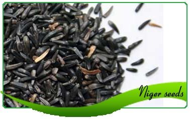 Niger Seed