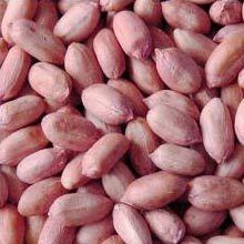 Groundnut Kernels