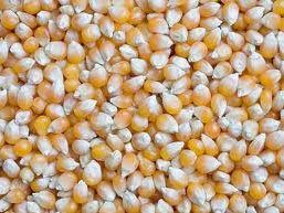 Maize 