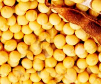 Soybean Extract