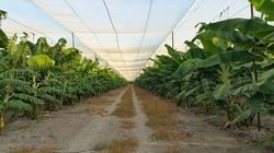 Bananas Shade Net House Structure