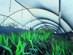 Black Shade Net for Nurseries Shading