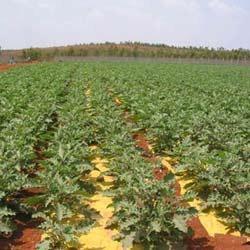 Yellow And Brown Mulching Film