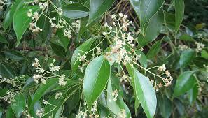 Camphor Oil