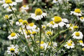 Chamomile Oil