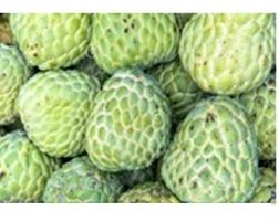 Custard Apple