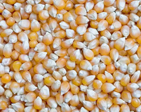 Maize