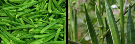 Okra (Lady Finger)