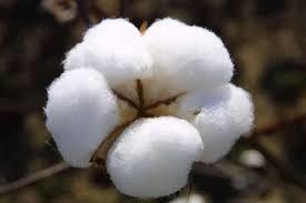 Raw Cotton - Premium Quality, Naturally Processed Fiber for Superior Textile Production