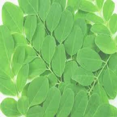 Moringa Oliefera Leaves