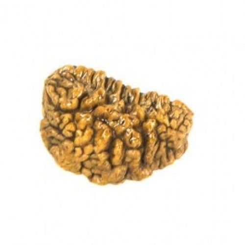 1 Mukhi Rudraksha