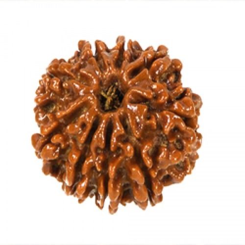 9 Mukhi Rudraksha