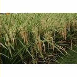 Agro Paddy Seeds