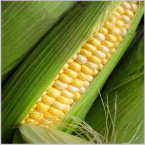 Finest Grade Hybrid Corn Seed