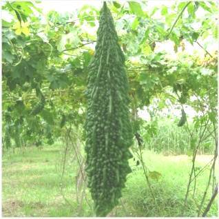 High Grade Bitter Gourd Seeds