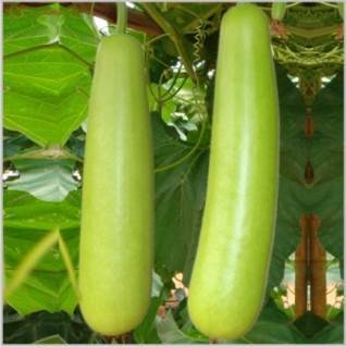 High Grade Bottle Gourd Seed