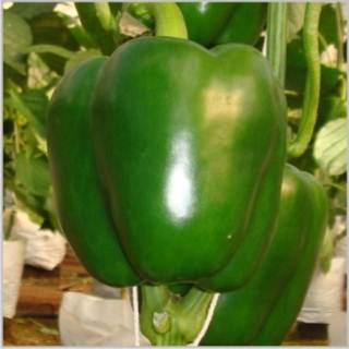 High Grade Capsicum Seed