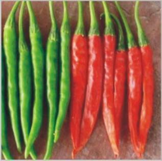 High Grade Chilli Seed