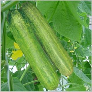 High Grade Cucumber Seed