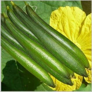 High Grade Sponge Gourd Seed