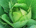 Humic Acids