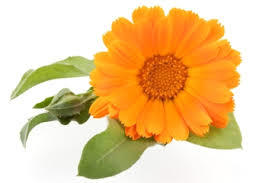 Papermade Calendula Flower