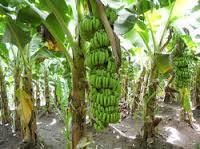 Banana Plant - Organic Cultivated, High-Quality Growth for Gardens, Parks, and Residences