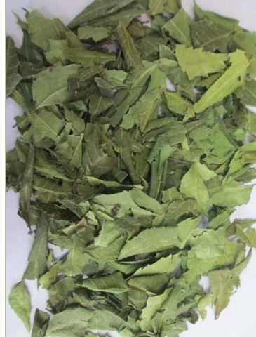 Azadirachta Indica - Premium Quality Neem Leaves , Sourced from Celebrated Cultivators with Latest Agricultural Techniques