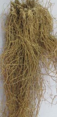 Dried Andropogon Muricatus Roots