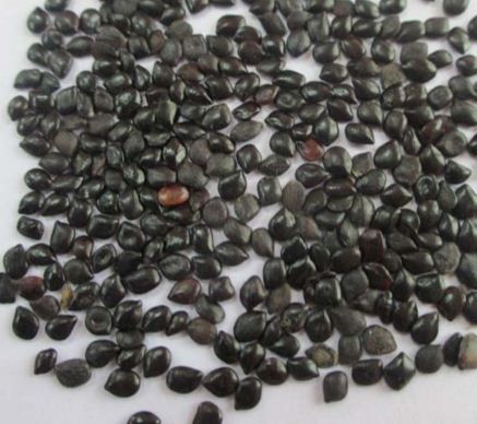 Dried Cassia Absus Seeds