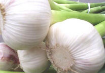 Garlic Extract