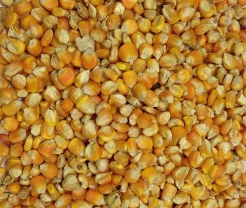 Indian Yellow Corn