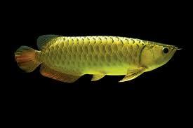 Arowana Fish