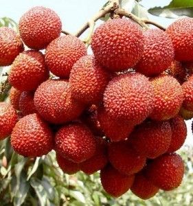 Bombai Litchi