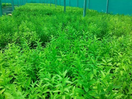 Sandalwood Plants