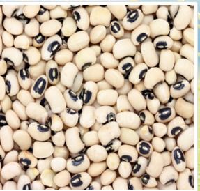 Black Eye Bean - Edible Legume Variety with Distinctive Black Spot | Heirloom Quality, Versatile for Culinary Use