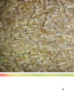 Durum Wheat ( Hard Wheat )