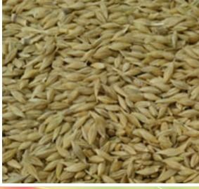 Feed Barley - Fresh Crop Quality, Low Moisture Content , Ideal for Export