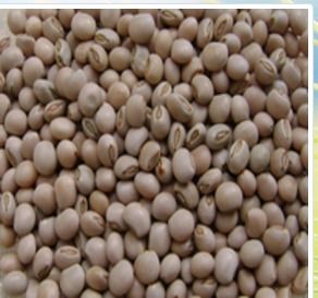 Pigeon Peas ( Toor Whole )