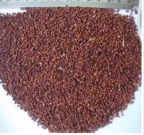 Red Finger Millet