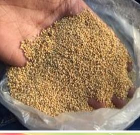 Yellow Millet