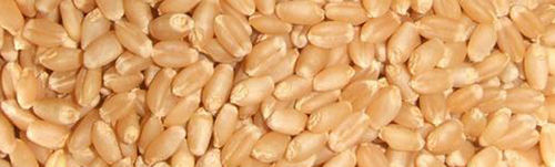 Ardent Wheat