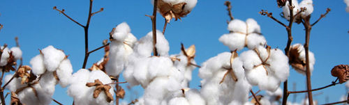 Raw Cotton Bales