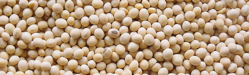 Soybean Seeds - Non-GMO Quality, Premium Vegetable Protein Source for Animal Feed & Human Consumption