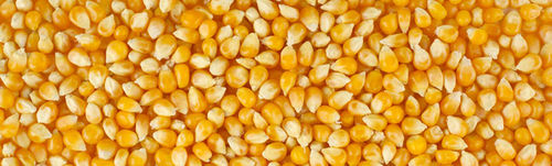 Yellow Maize 