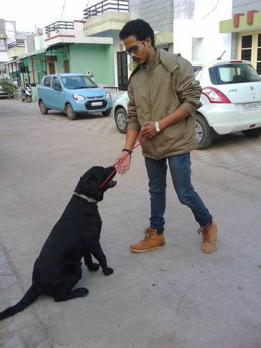 Dog Training Service By Sun pet shop